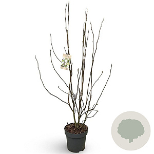 Magnolia soulangeana 125-150 cm 12L