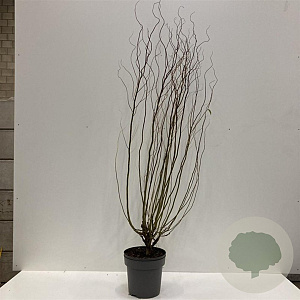 Salix babylonica 'Tortuosa' 100-150 cm 12L