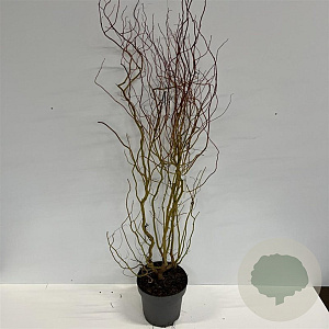 Salix 'Erythroflexuosa' 100-150 cm 12L