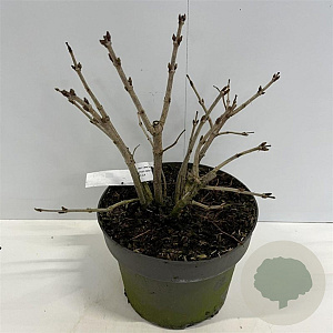 Viburnum opulus 'Compactum' 30-40 cm 4,0L