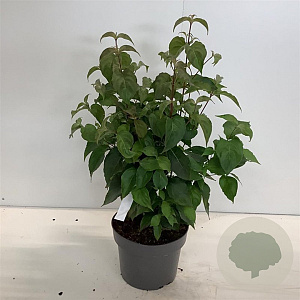 Cornus kousa chinensis 60-80 cm 4,0L