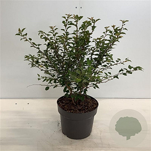 Prunus incisa 'Kojou-no-mai' 30-40 cm 4,0L