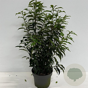 Prunus lusitanica 'Angustifolia' 40-60 cm 4,0L