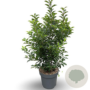 Prunus lusitanica 'Brenelia' 80-100 cm 12L