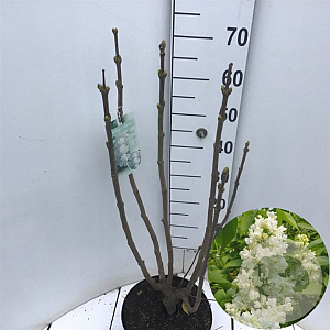 Syringa v. 'Mme Lemoine' 60-80 cm 7,5L