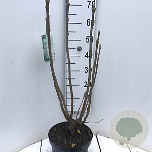 Syringa v. 'Mme Lemoine' 60-80 cm 7,5L