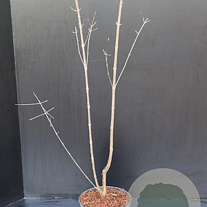 Acer griseum 60-80 cm 5,0L