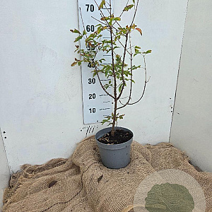Acer griseum 60-80 cm 5,0L