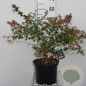 Abelia grandiflora 60-80 cm 10L
