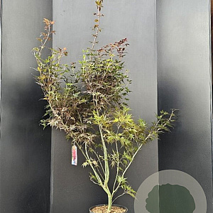 Acer pal. 'Skeeter's Broom' 125-150 cm 10L