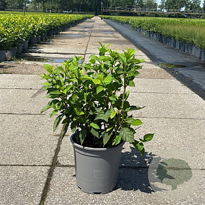 Hydrangea pan. 'Limelight' 60-80 cm 6,5L