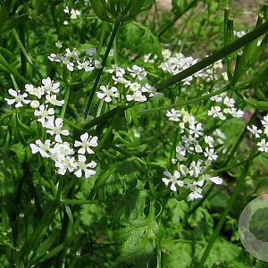 Anthriscus cerefolium GM P9