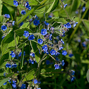 Anchusa officinalis GM P9