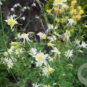 Aquilegia 'Kristall' GM P9