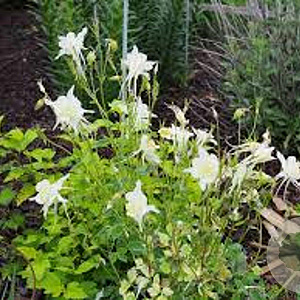Aquilegia 'Kristall' GM P9
