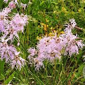 Dianthus superbus GM P9
