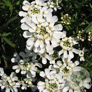 Iberis semp. 'Schneeflocke' GM P9