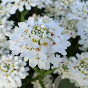Iberis semp. 'Schneeflocke' GM P9