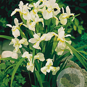 Iris sib. 'Snow Queen' GM P9