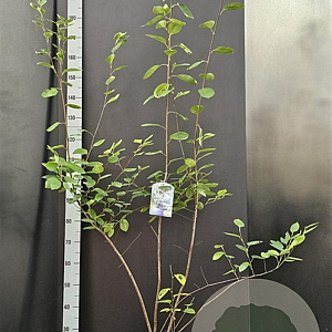 Amelanchier lamarckii 100-125 cm 7,5L