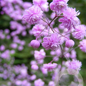 Thalictrum del. 'Hewitt's Double' GM P9