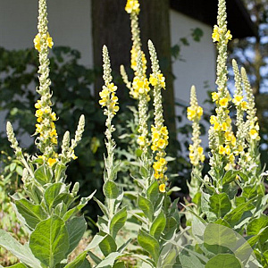 Verbascum thapsus GM P9