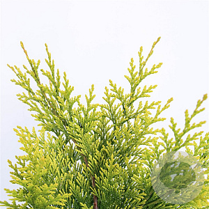 Chamaecyparis l. 'Yvonne' 40-50 cm 3,0L