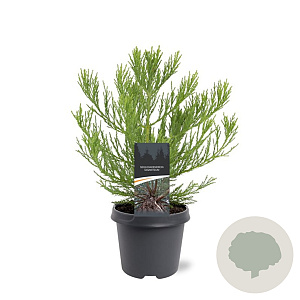 Sequoiadendron giganteum 30-40 cm 5,0L