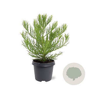 Sequoiadendron giganteum 30-40 cm 5,0L