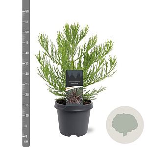 Sequoiadendron giganteum 30-40 cm 5,0L