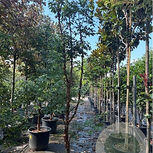Acer griseum 250-300 cm container meerstammig