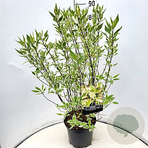 Cornus alba 'Elegantissima' 80-100 cm 10L