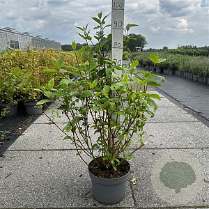 Cornus alba 'Sibirica' 60-80 cm 10L