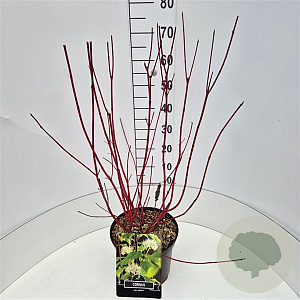 Cornus alba 'Sibirica' 60-80 cm 10L