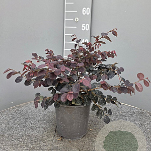Loropetalum c. Black Pearl 30-40 cm 3,0L