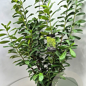Prunus l. 'Novita' 125-150 cm 10L
