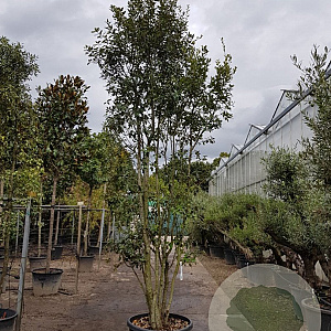 Quercus ilex 300-350 cm cont. 180L paraplu