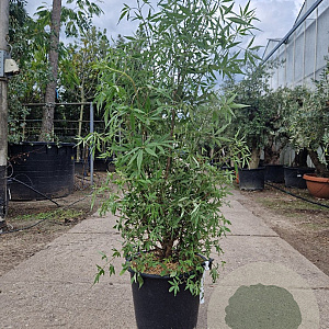 Vitex agnus-castus 125-150 cm 30L