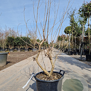 Vitex agnus-castus 125-150 cm 30L