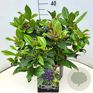 Viburnum davidii 35-40 cm 10L