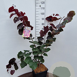 Cercis can. 'Forest Pansy' 60-80 cm 10L