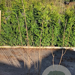 Chionanthus virginicus 60-80 cm met kluit