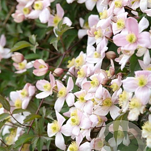 Clematis mont. rubens 200-225 cm 7,5L