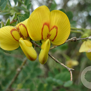 Colutea arborescens 100-125 cm met kluit