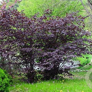 Corylus m. 'Purpurea' 125-150 cm 25L