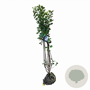 Cotinus coggygria 125-150 cm met kluit