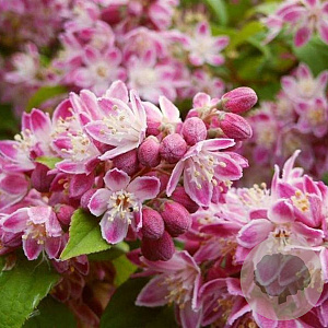 Deutzia hybrida 'Strawberry Fields' 80-100 cm 5,0L