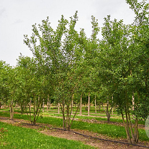 Euonymus europaeus 250-300 cm met kluit