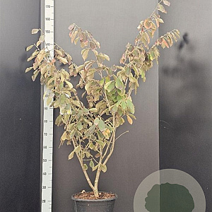 Hamamelis int. 'Arnold Promise' 100-125 cm 10L