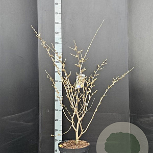 Hamamelis int. 'Arnold Promise' 100-125 cm 10L